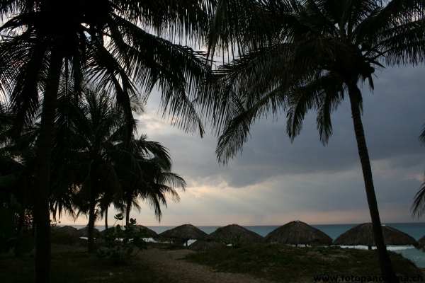 Varadero, Palm Trees