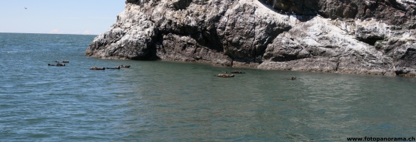 Kachemak Bay, Lontra di mare