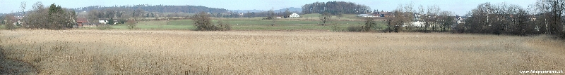 Reed at Obfelden